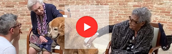 Pet therapy video